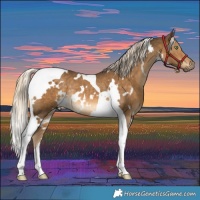Horse Color:White Spotted Chocolate Palomino Tobiano Rabicano