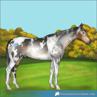 Horse Color:Gray White Spotted Buckskin Tobiano Rabicano