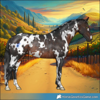 Horse Color:White Spotted Brown Rabicano 