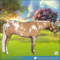 Horse Color:White Spotted Palomino Rabicano 