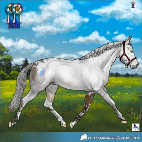 Horse Color:Gray White Spotted Buckskin Tobiano 