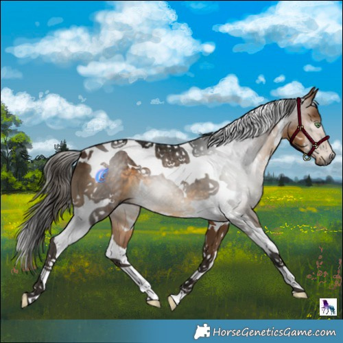 Horse Color:Gray White Spotted Buckskin Tobiano 