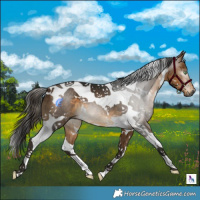 Horse Color:Gray White Spotted Buckskin Tobiano 