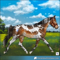 Horse Color:Gray White Spotted Buckskin Tobiano 
