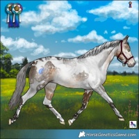 Horse Color:Gray White Spotted Buckskin Tobiano
