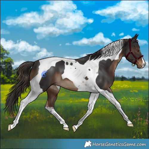 Horse Color:Liver Chestnut Tobiano 