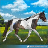 Horse Color:Liver Chestnut Tobiano