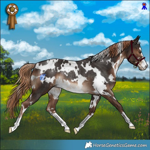 Horse Color:White Spotted Liver Chestnut Rabicano 
