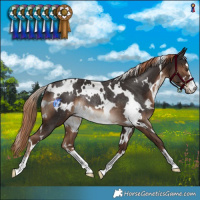 Horse Color:White Spotted Liver Chestnut Rabicano