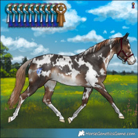 Horse Color:White Spotted Liver Chestnut Rabicano 