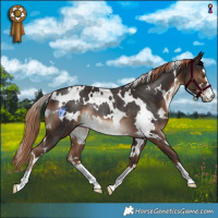 Horse Color:White Spotted Liver Chestnut Rabicano 