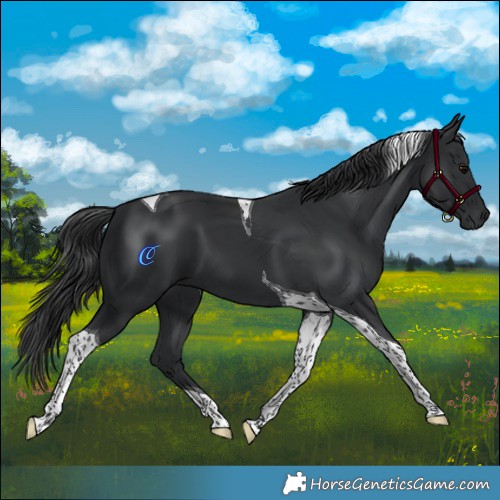 Horse Color:Black Tobiano
