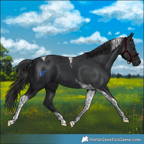 Horse Color:Black Tobiano 