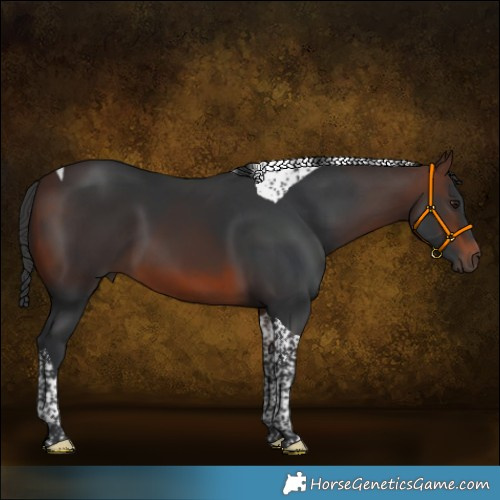 Horse Color:Brown Tobiano 