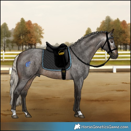 Horse Color:Gray Silver Buckskin Roan Rabicano 