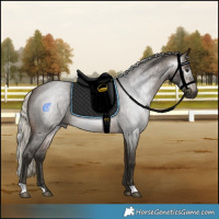 Horse Color:Gray Silver Buckskin Roan Rabicano 