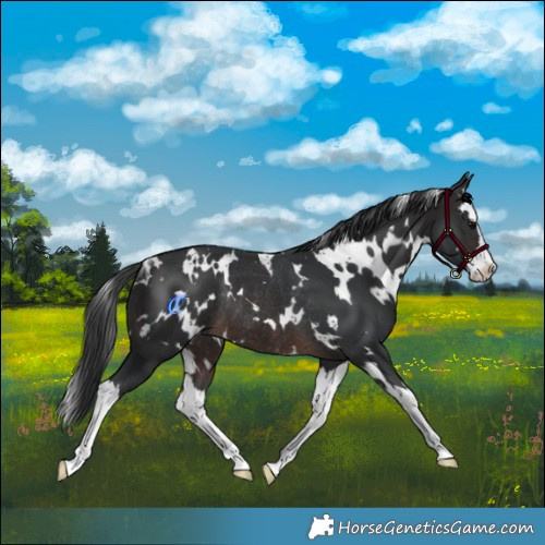 Horse Color:White Spotted Brown Splash Rabicano 