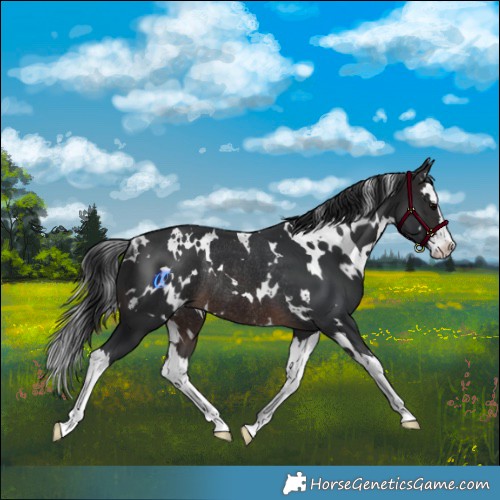 Horse Color:White Spotted Brown Splash Rabicano 