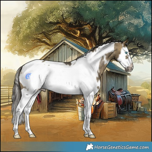 Horse Color:White Spotted Buckskin Dun Splash Frame Appaloosa