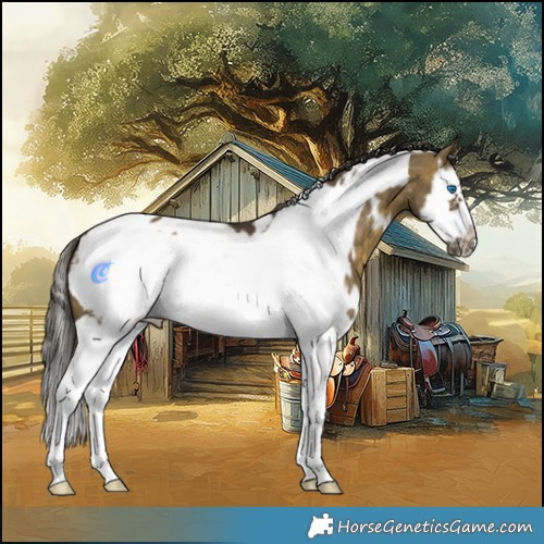 Horse Color:White Spotted Buckskin Dun Splash Frame Appaloosa 