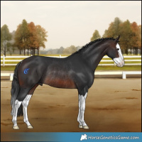 Horse Color:Brown Splash Rabicano 