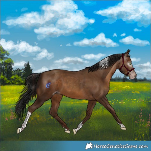 Horse Color:Gray Sable Champagne Tobiano