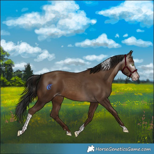 Horse Color:Gray Sable Champagne Tobiano 