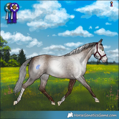 Horse Color:Gray Sable Champagne Tobiano 