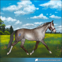 Horse Color:Gray Sable Champagne Tobiano 