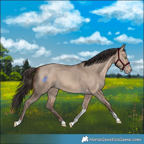Horse Color:Sable Champagne Dun Tobiano