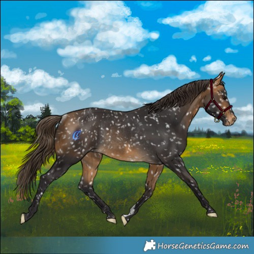 Horse Color:Buckskin Appaloosa Rabicano 