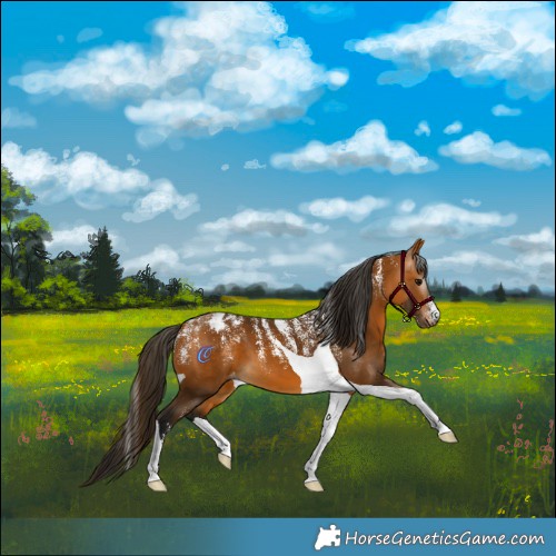 Horse Color:Powder White Gray Buckskin Tobiano Appaloosa 