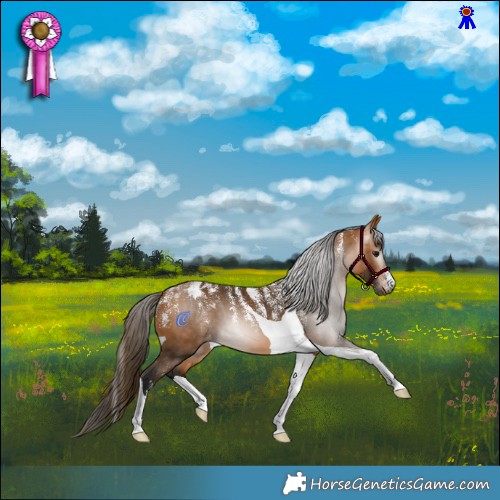 Horse Color:Powder White Gray Buckskin Tobiano Appaloosa 