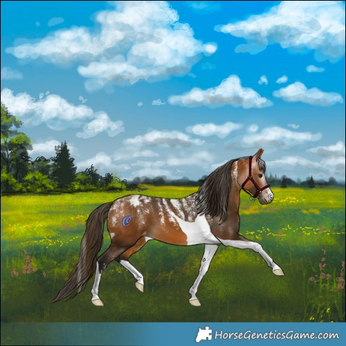 Horse Color:Powder White Gray Buckskin Tobiano Appaloosa 