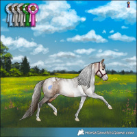 Horse Color:Powder White Gray Buckskin Tobiano Blanket 