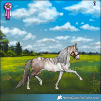 Horse Color:Powder White Gray Buckskin Tobiano Blanket 