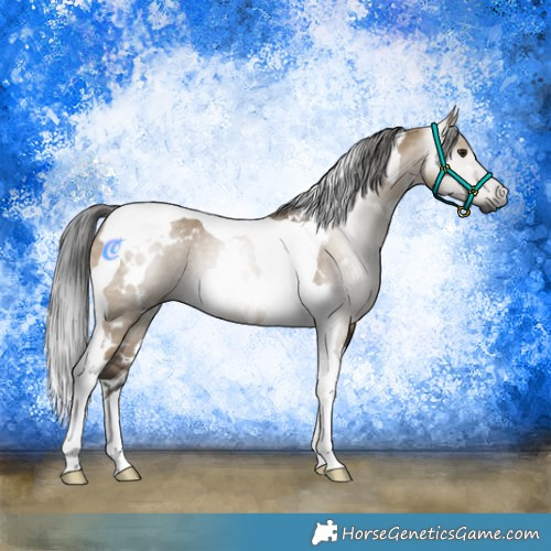 Horse Color:Gray White Spotted Brown Dun Tobiano Rabicano 