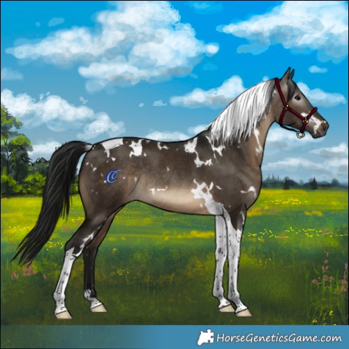 Horse Color:Gray White Spotted Brown Dun Tobiano Rabicano