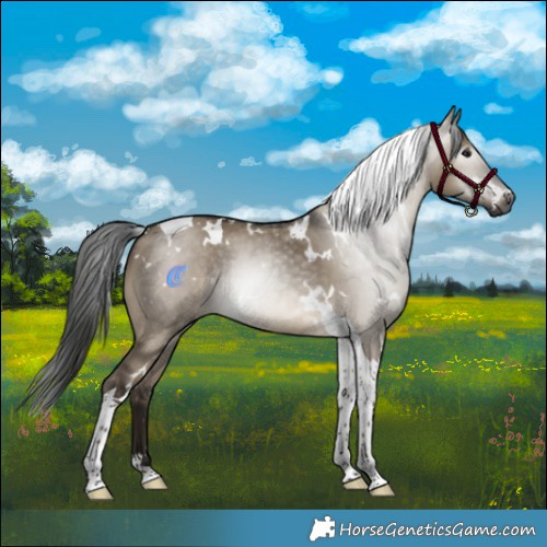 Horse Color:Gray White Spotted Brown Dun Tobiano Rabicano 