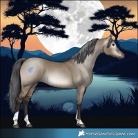 Horse Color:Gray Brown Dun Tobiano Rabicano 