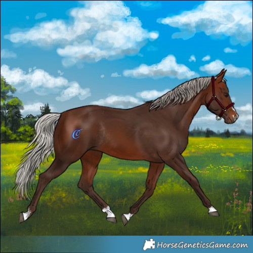 Horse Color:Silver Brown Rabicano 