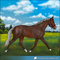 Horse Color:Silver Brown Rabicano