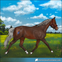 Horse Color:Silver Brown Rabicano 