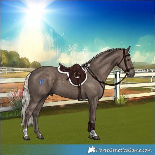 Horse Color:Silver Black Tobiano Rabicano 