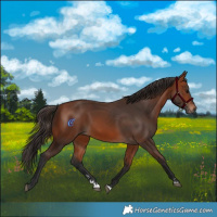 Horse Color:Bay 