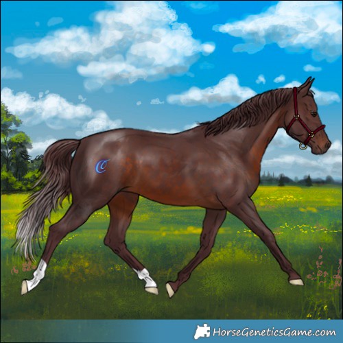 Horse Color:Chocolate Brown 