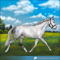 Horse Color:Gray Silver Brown Tobiano 