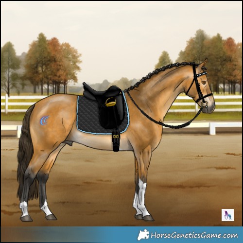 Horse Color:Gray Buckskin Mushroom Tobiano