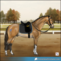 Horse Color:Gray Buckskin Mushroom Tobiano 