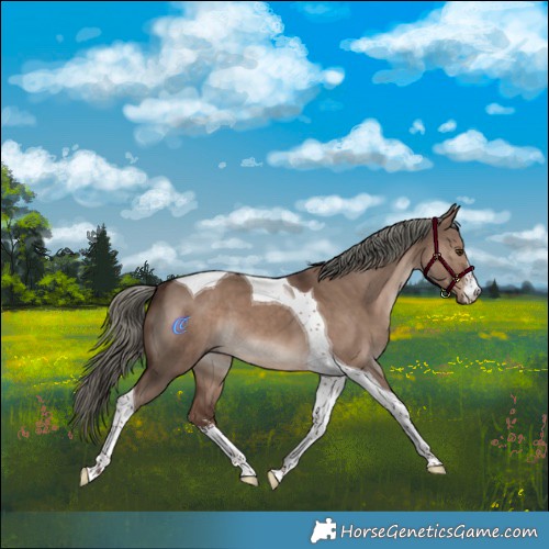 Horse Color:White Spotted Liver Red Dun Mushroom Tobiano
